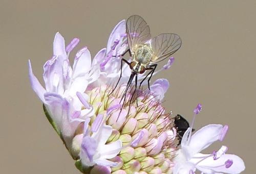 Phthiria vagans